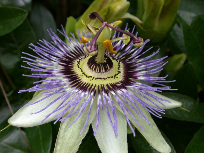 Passiflora Passiflora