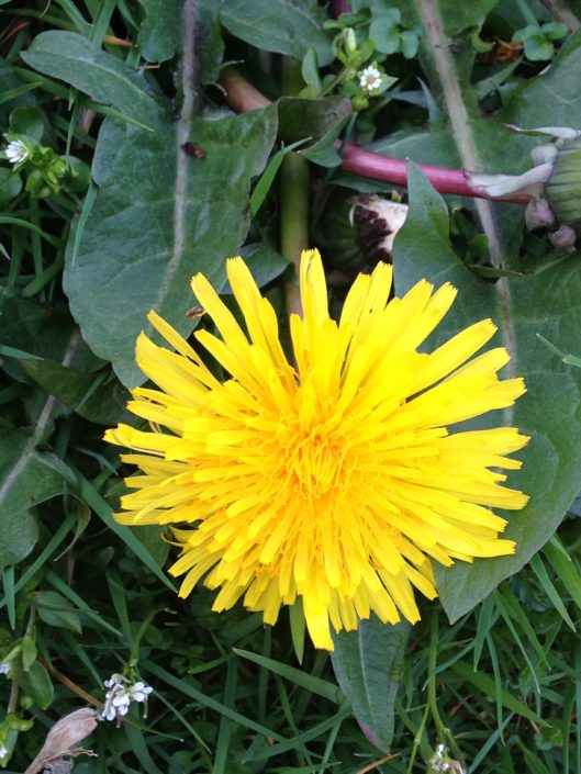 Dandelion Dandelion