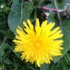 Dandelion