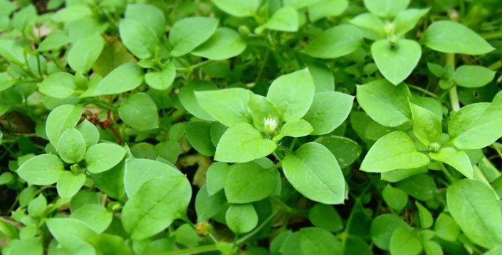 chickweed
