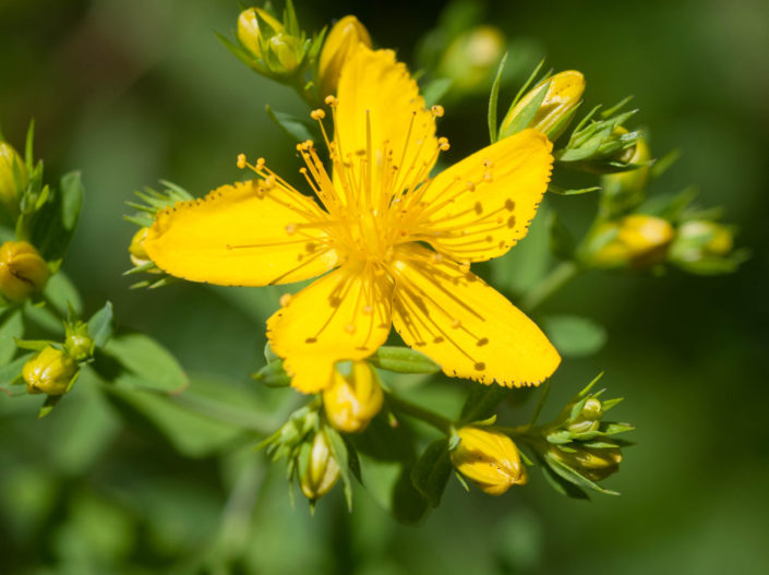 St. John’s Wort (Hypericum perforatum)