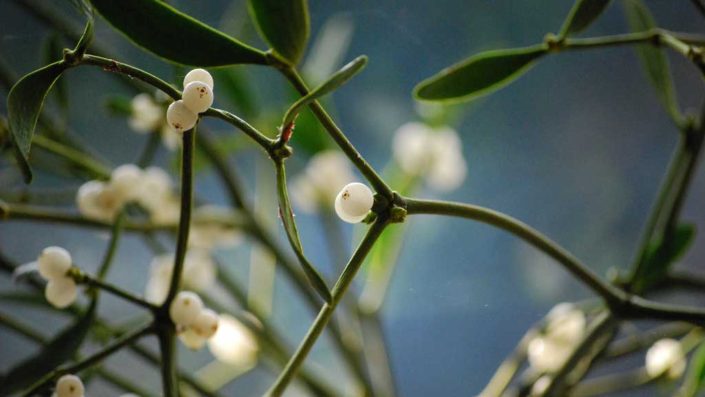 mistletoe-20151219
