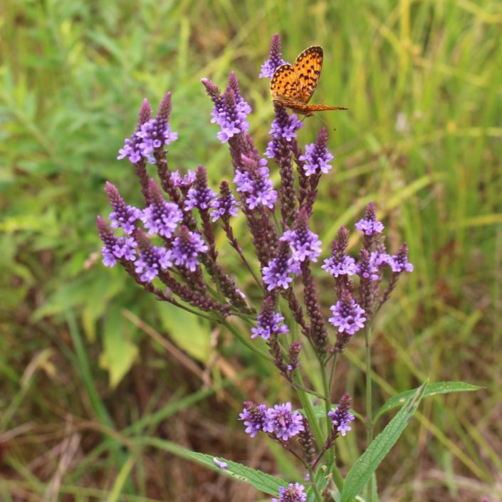 Blue Vervain (Verbena hastata)