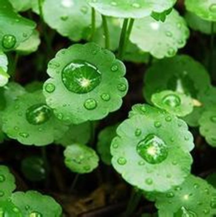 gotu kola