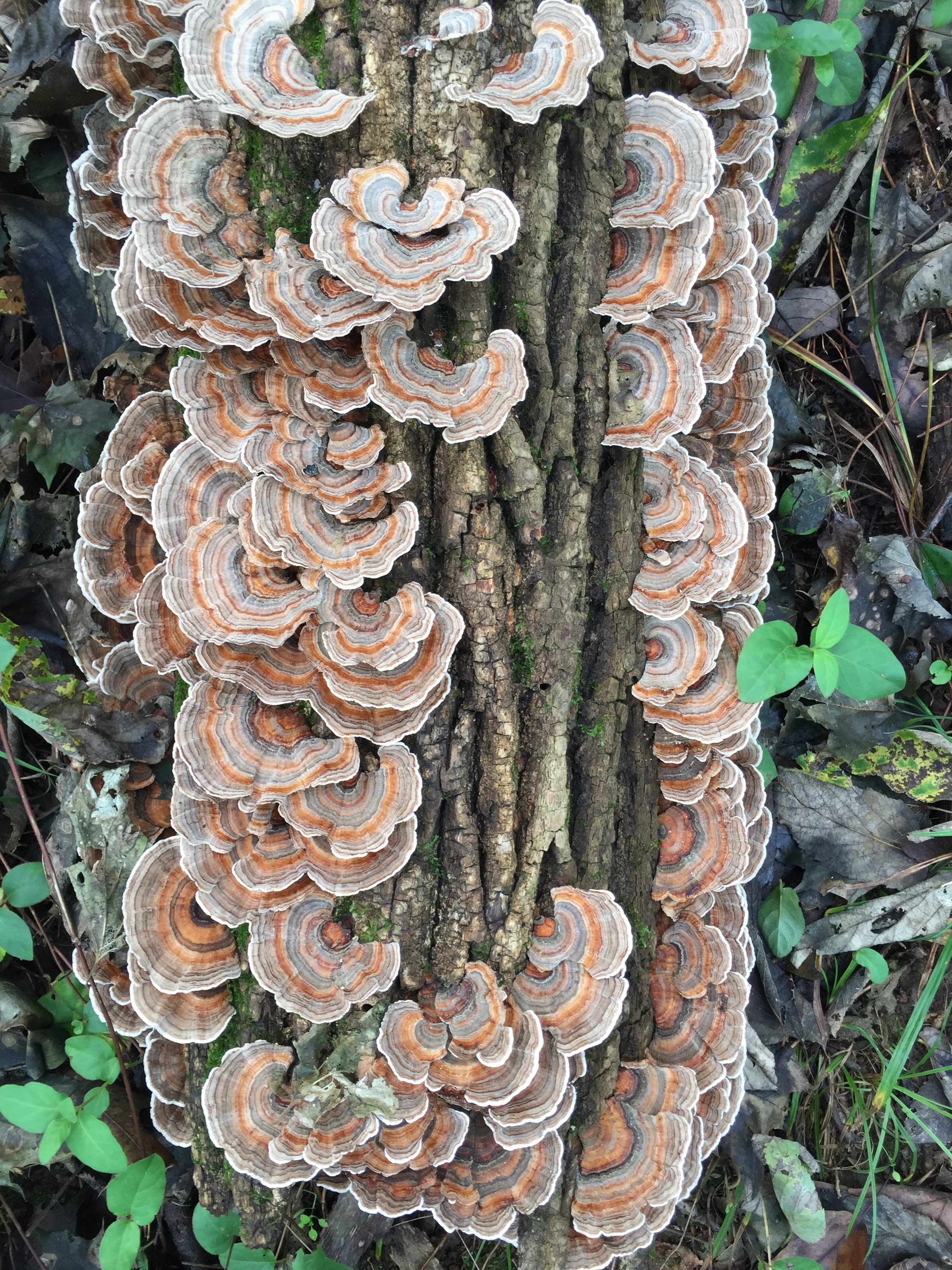 Turkey Tail Mushroom - Tonic Herb Shop