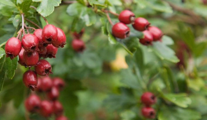 crataegus-monogyna-jacq