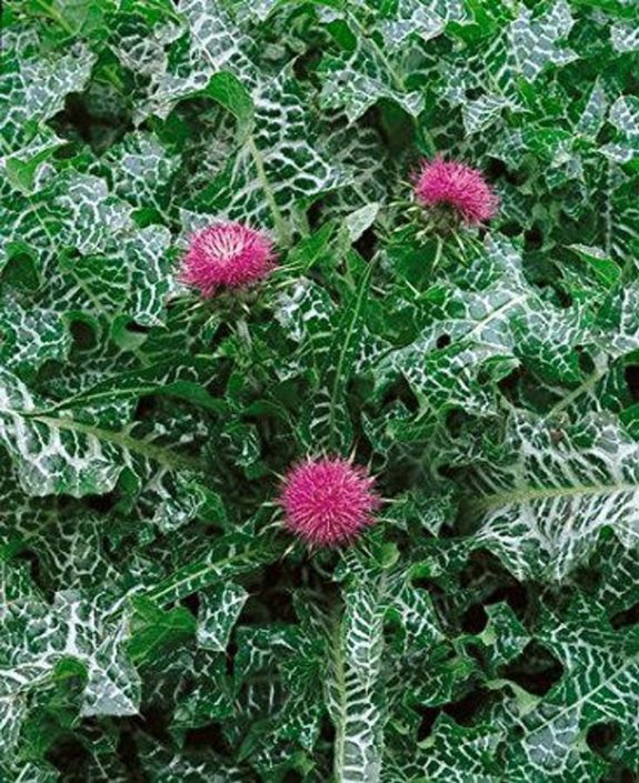 milk thistle