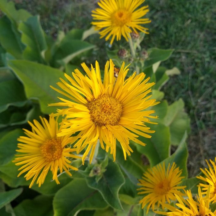 elecampane