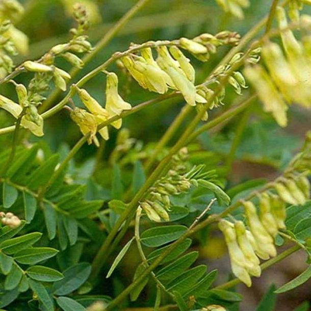astragalus-membranaceus-cts_1 - Tonic Herb Shop