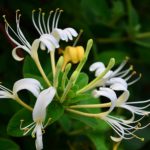 Japanese Honeysuckle