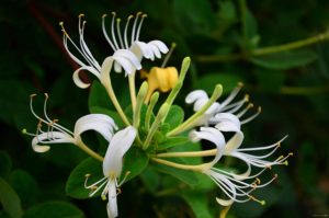 Japanese Honeysuckle