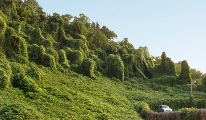 kudzu kudzu